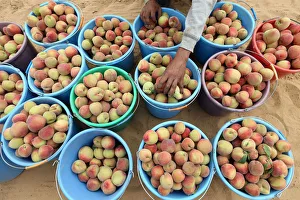 Palestinian man sorts freshly picked peach during harvest season at a farm in Khan Younis Palestinian man sorts freshly picked peach during harvest season at a farm in Khan Younis