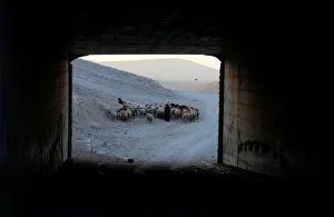 Palestinian woman herds animals in the Bedouin village of Khan al-Ahmar Palestinian woman herds animals in the Bedouin village of Khan al-Ahmar