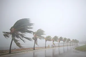 Palm trees sway in the wind prior to the arrival of the Hurricane Irma in Caibarien Palm trees sway in the wind prior to the arrival of the Hurricane Irma in Caibarien