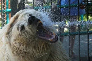 Pamir the bear is sprayed with water to cool down on a hot summer day at the Royev Ruchey Pamir the bear is sprayed with water to cool down on a hot summer day at the Royev Ruchey