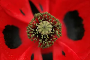 A Papaver commutatum ladybird plant is seen during media day at the Chelsea Flower Show A Papaver commutatum ladybird plant is seen during media day at the Chelsea Flower Show