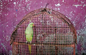 A parrot is seen inside a cage near a house in Colombo