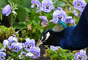 A peacock feeds amongst spring blooms in Holland Park in west London, Britain A peacock feeds amongst spring blooms in Holland Park in west London, Britain