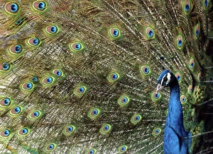 Images Dated 12th February 2004: A Peacock Spreads its Feathers