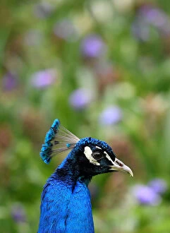 A peacock walks amongst spring blooms in Holland Park in west London, Britain