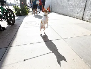 Peanut waits for her owner during a job fair at the Southeast LA-Crenshaw WorkSource Peanut waits for her owner during a job fair at the Southeast LA-Crenshaw WorkSource