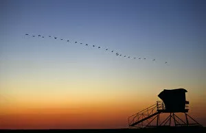 Images Dated 19th April 2013: Pelicans fly over a lifeguard tower after the sun set in Carlsbad, California