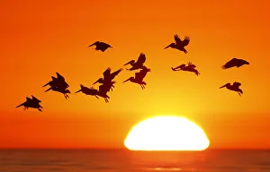 Pelicans silhouetted by a setting sun fly as they look for fish along the California Pelicans silhouetted by a setting sun fly as they look for fish along the California
