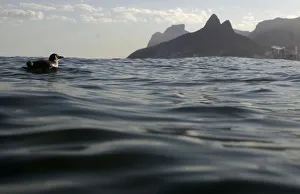 A penguin swims near Arpoador beach in Rio de Janeiro A penguin swims near Arpoador beach in Rio de Janeiro