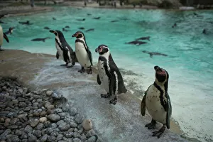New Gallery: Penguins look on during the Annual Stocktake at ZSL London Zoo in London