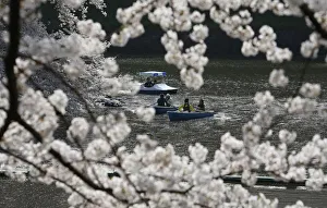 People admire fully-bloomed cherry blossoms at a park in Tokyo People admire fully-bloomed cherry blossoms at a park in Tokyo