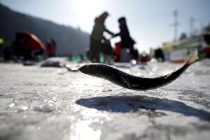 Images Dated 6th January 2018: People fish for trout on a frozen river during the Ice Festival in Hwacheon