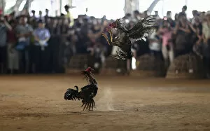 Images Dated 13th April 2014: People watch roosters fight during a celebration for the New Year of the Dai minority
