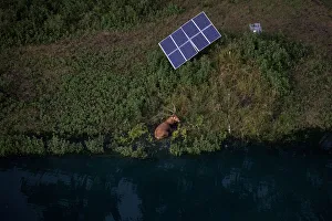 A Pere Davids deer lies next to a water hole and a solar panel in Thompson, Texas A Pere Davids deer lies next to a water hole and a solar panel in Thompson, Texas