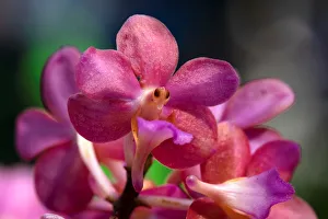 Perreiraara Tony Tan Keng Yam orchids are seen on display during the Peranakan-themed Perreiraara Tony Tan Keng Yam orchids are seen on display during the Peranakan-themed