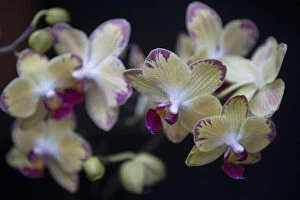 Flowers Gallery: A Phalaenopsis bee sting orchid is displayed during the media launch of the Alluring