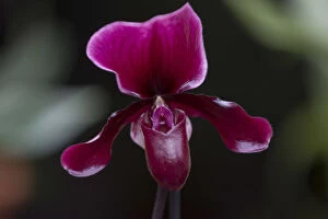Royal Botanic Gardens, Kew Collection: A Phaphiopedilum Maudiae Black Jack orchid is displayed during the media launch