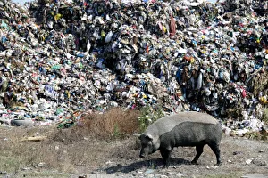 Pig is pictured in front of a pile of rubbish at a landfill of Porto Romano in Durres Pig is pictured in front of a pile of rubbish at a landfill of Porto Romano in Durres