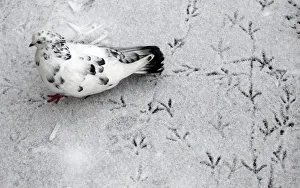A pigeon leaves trails on snow covered ground outside Russias Siberian city of A pigeon leaves trails on snow covered ground outside Russias Siberian city of