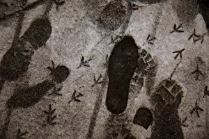 Pigeon tracks mix with those of the human variety in the snow at Union Station in Pigeon tracks mix with those of the human variety in the snow at Union Station in