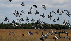 Pigeons are pictured at the Tempelhofer Feld in Berlin Pigeons are pictured at the Tempelhofer Feld in Berlin