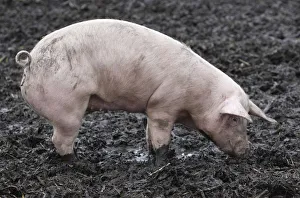 A pigs is pictured at an ecological pig farm in Germering A pigs is pictured at an ecological pig farm in Germering