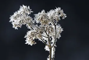 A plant covered in frost is seen in the Kosovo village of Lanist A plant covered in frost is seen in the Kosovo village of Lanist