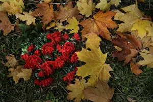 Images Dated 1st November 2010: Plastic flowers lie on autumn leaves near a grave in Derio cemetery near Bilbao on All Saints Day