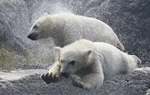 Images Dated 1st June 2010: Polar bear cubs play at the St-Felicien Wildlife Zoo in St-Felicien
