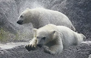 Polar bear cubs play at the St-Felicien Wildlife Zoo in St-Felicien Polar bear cubs play at the St-Felicien Wildlife Zoo in St-Felicien