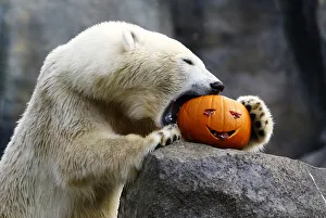 A polar bear eats pumpkin during Halloween celebration in the Tiergarten Schoenbrunn zoo A polar bear eats pumpkin during Halloween celebration in the Tiergarten Schoenbrunn zoo