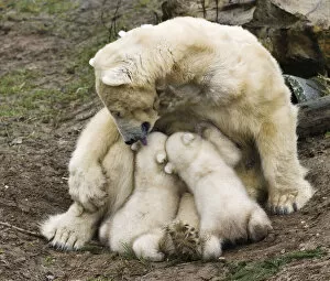 Images Dated 29th February 2012: Polar bear Huggies licks her twin cubs while breastfeeding them during their first public