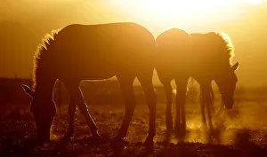 Przewalskis horses graze at the acclimatisation enclosure in the early morning hours at Przewalskis horses graze at the acclimatisation enclosure in the early morning hours at