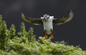 A Puffin jumps into its burrow with a mouthful of sea eels to feed its chick on Skomer A Puffin jumps into its burrow with a mouthful of sea eels to feed its chick on Skomer