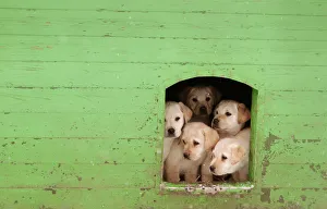 Puppies sit in kennel at a frontier guards cynology centre near the town of Smorgon Puppies sit in kennel at a frontier guards cynology centre near the town of Smorgon