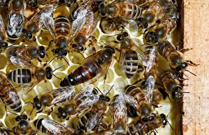 A queen bee is seen on a honeycomb at an apiary, in Casablanca A queen bee is seen on a honeycomb at an apiary, in Casablanca