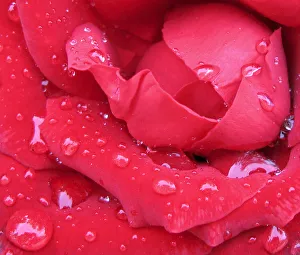 Raindrops are seen on a rose after a storm on the Greek island of Kefalonia Raindrops are seen on a rose after a storm on the Greek island of Kefalonia