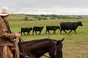 Ranchers sort cattle for early weaning in Beulah Ranchers sort cattle for early weaning in Beulah