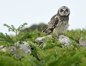 A rare short eared owl sits on a wall in daylight on the island of Skomer, Pembrokeshire A rare short eared owl sits on a wall in daylight on the island of Skomer, Pembrokeshire