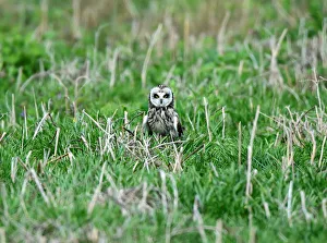 A rare short-eared owl stands in the grass in daylight on the island of Skomer A rare short-eared owl stands in the grass in daylight on the island of Skomer