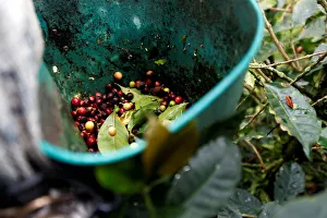 Recently harvested coffee fruits are seen at a plantation in Pueblorrico Recently harvested coffee fruits are seen at a plantation in Pueblorrico