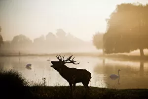 Sights Gallery: Bushy Park Collection