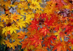 Seasons Gallery: RED AND GOLDEN JAPANESE MAPLE LEAVES COLOUR AUTUMN COUNTRYSIDE IN TSUMAGOI, JAPAN