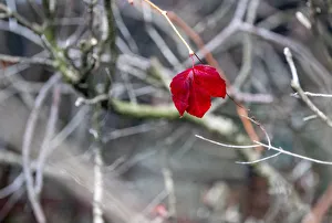 A red leaf is seen at the old jewish part of the Zentralfriedhof cemetery on an autumn A red leaf is seen at the old jewish part of the Zentralfriedhof cemetery on an autumn