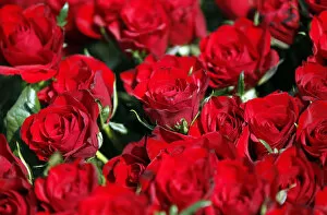 Flowers Gallery: Red roses are for sale during International Womens Day in Belgrade