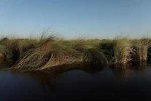 Reeds sit as waters begin to fill the Okavango Delta Reeds sit as waters begin to fill the Okavango Delta