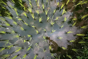 Reflection of the photographer is seen in a rice field in Shalimar Reflection of the photographer is seen in a rice field in Shalimar