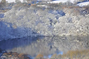 Weather Gallery: Reflections of snow covered trees are seen in a lake near Sutton Bank