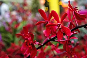 Renanthera Singaporeans hybrid orchids are seen during the Orchid Extravaganza 2019 Renanthera Singaporeans hybrid orchids are seen during the Orchid Extravaganza 2019