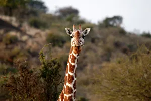 A Reticulated giraffe is seen at the Mpala research centre in Laikipia County Kenya A Reticulated giraffe is seen at the Mpala research centre in Laikipia County Kenya